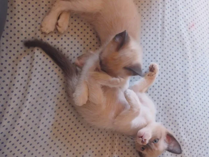 Gato ra a SRD-ViraLata idade 2 a 6 meses nome ainda nao tem