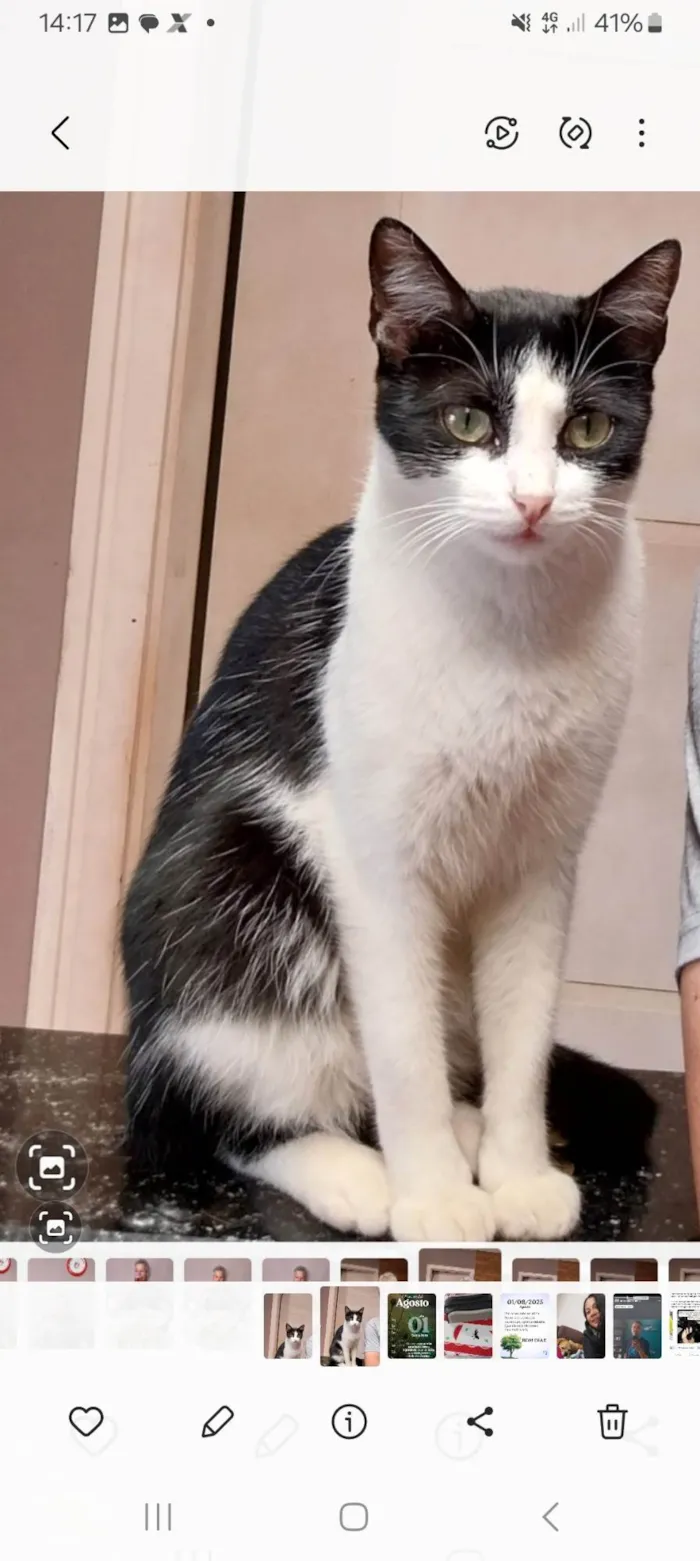 Gato ra a SRD-ViraLata idade 5 anos nome Nino