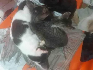 Gato raça SRD-ViraLata idade 7 a 11 meses nome ainda não tem nome