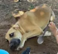 Tião