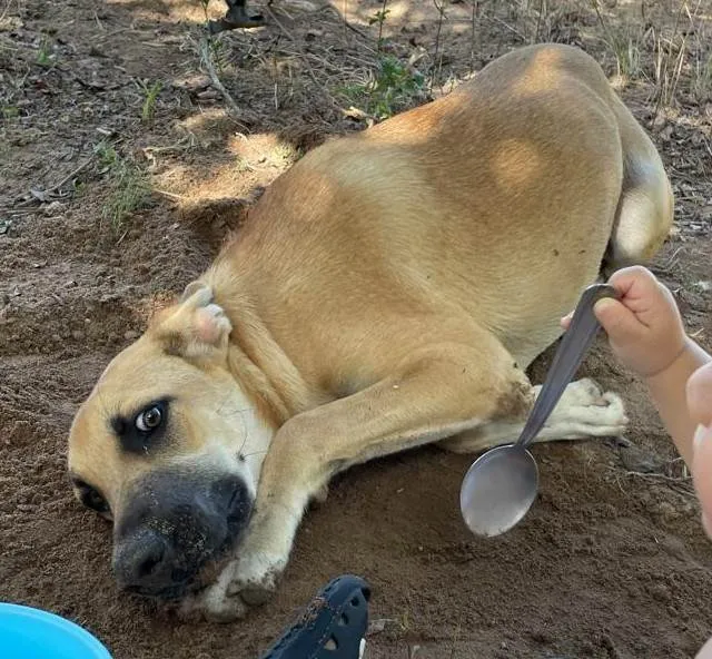 Cachorro ra a SRD-ViraLata idade 1 ano nome Tião