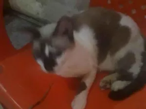 Gato raça SRD-ViraLata idade 3 anos nome Lili 