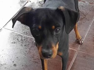 Cachorro raça SRD-ViraLata idade 1 ano nome Cachorrinho encontrado no Jd. Eliza I 