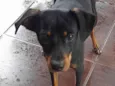 Cachorrinho encontrado no Jd. Eliza I
