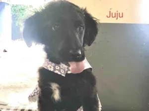 Cachorro raça SRD-ViraLata idade 2 a 6 meses nome Juju