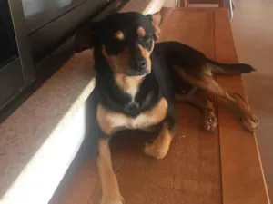 Cachorro raça SRD-ViraLata idade 6 ou mais anos nome Juca