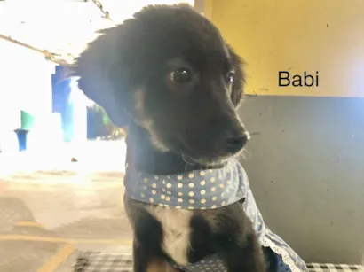 Cachorro raça SRD-ViraLata idade 2 a 6 meses nome Babi