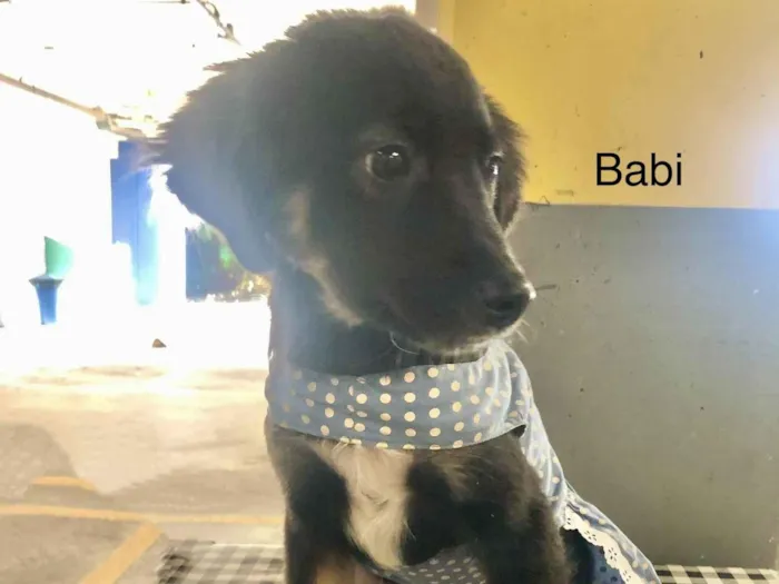 Cachorro ra a SRD-ViraLata idade 2 a 6 meses nome Babi