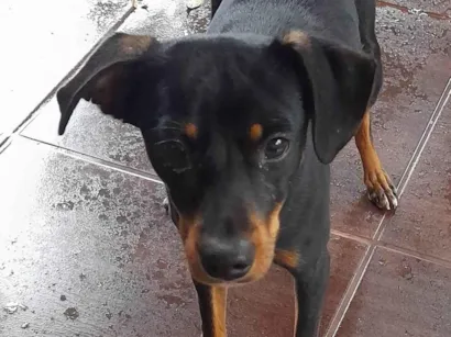 Cachorro raça SRD-ViraLata idade 1 ano nome Pet encontrado no Jd. Eliza I