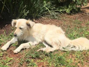 Cachorro raça SRD-ViraLata idade 6 ou mais anos nome Mixirica
