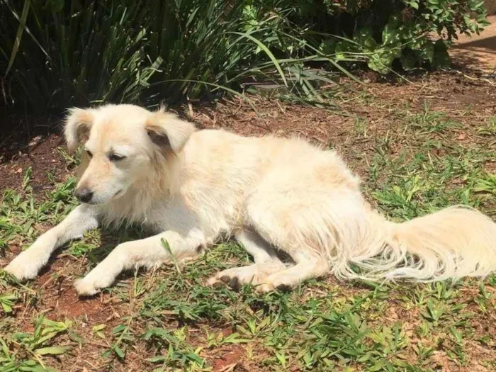 Cachorro ra a SRD-ViraLata idade 6 ou mais anos nome Mixirica