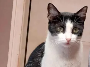 Gato raça SRD-ViraLata idade 5 anos nome Nino