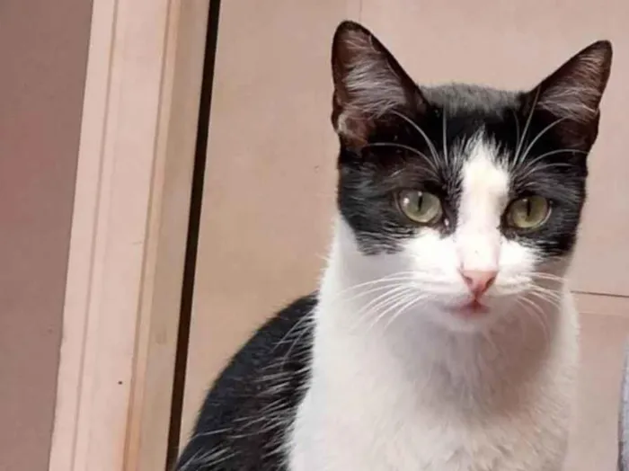 Gato ra a SRD-ViraLata idade 5 anos nome Nino