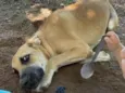Tião