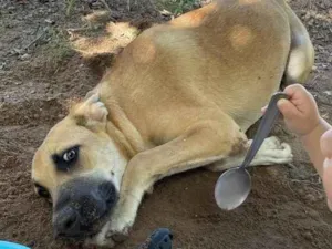 Cachorro raça SRD-ViraLata idade 1 ano nome Tião