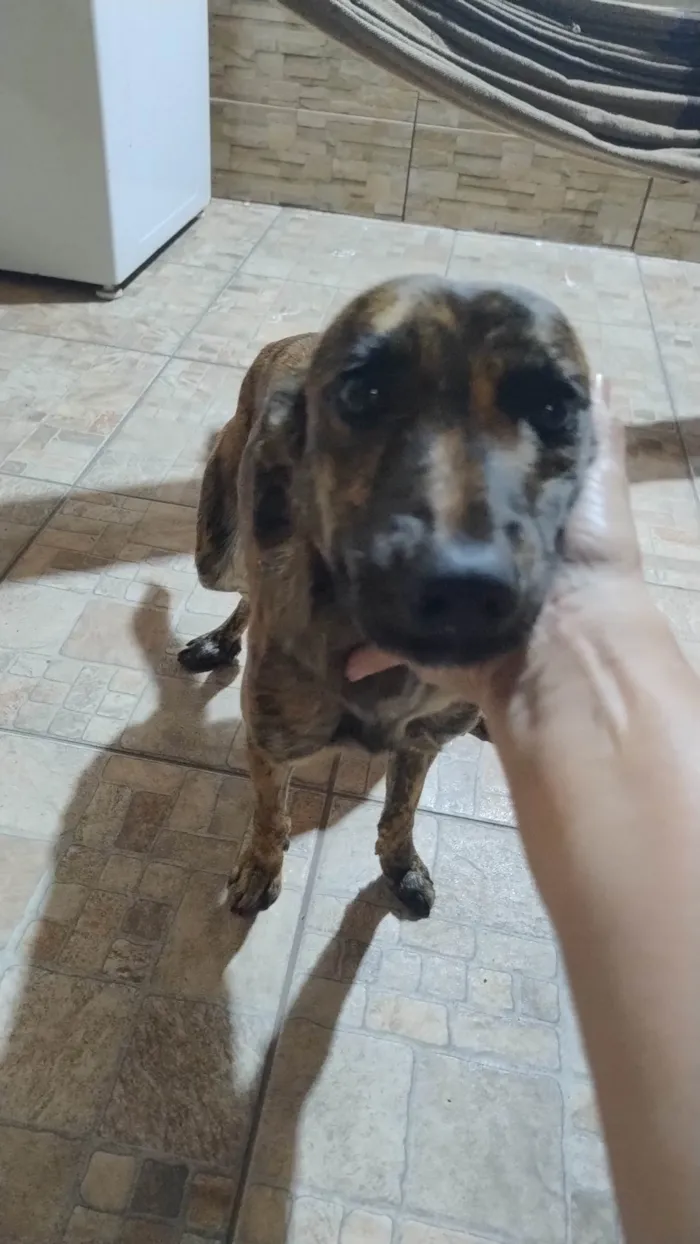 Cachorro ra a SRD-ViraLata idade 7 a 11 meses nome Sandy