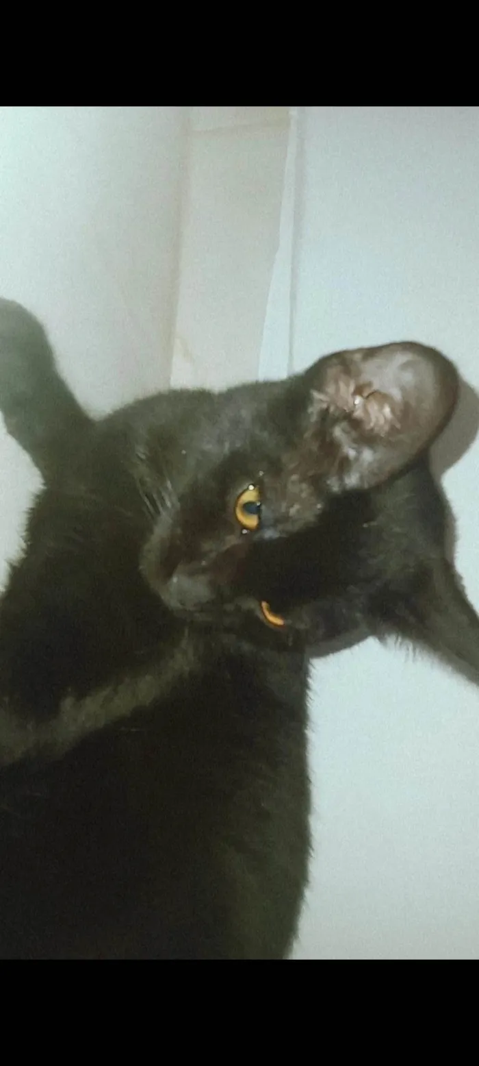 Gato ra a SRD-ViraLata idade 7 a 11 meses nome Haru