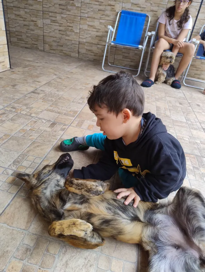 Cachorro ra a SRD-ViraLata idade 7 a 11 meses nome Sandy