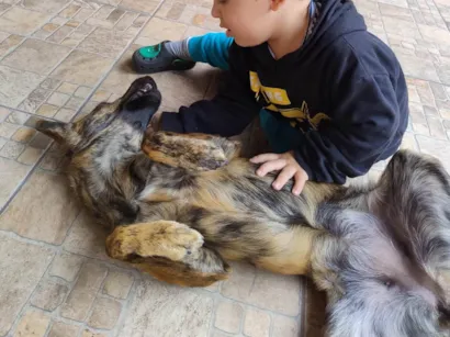 Cachorro raça SRD-ViraLata idade 7 a 11 meses nome Sandy