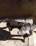 Nutella bb5meses porte pequeno 