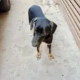 Nutella bb5meses porte pequeno 