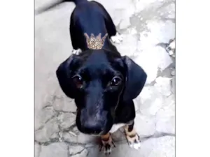 Cachorro raça SRD-ViraLata idade 2 a 6 meses nome Nutella bb5meses porte pequeno 