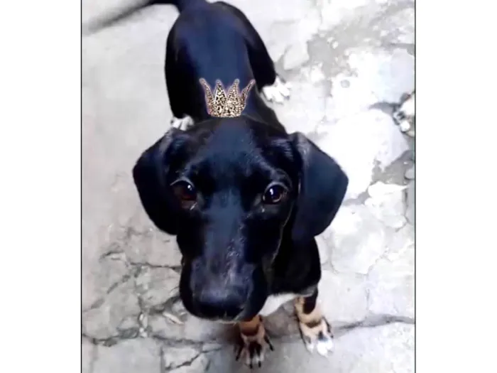 Cachorro ra a SRD-ViraLata idade 2 a 6 meses nome Nutella bb5meses porte pequeno 