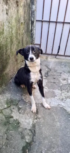 Cachorro raça SRD-ViraLata idade 7 a 11 meses nome Princesa bb9meses porte P