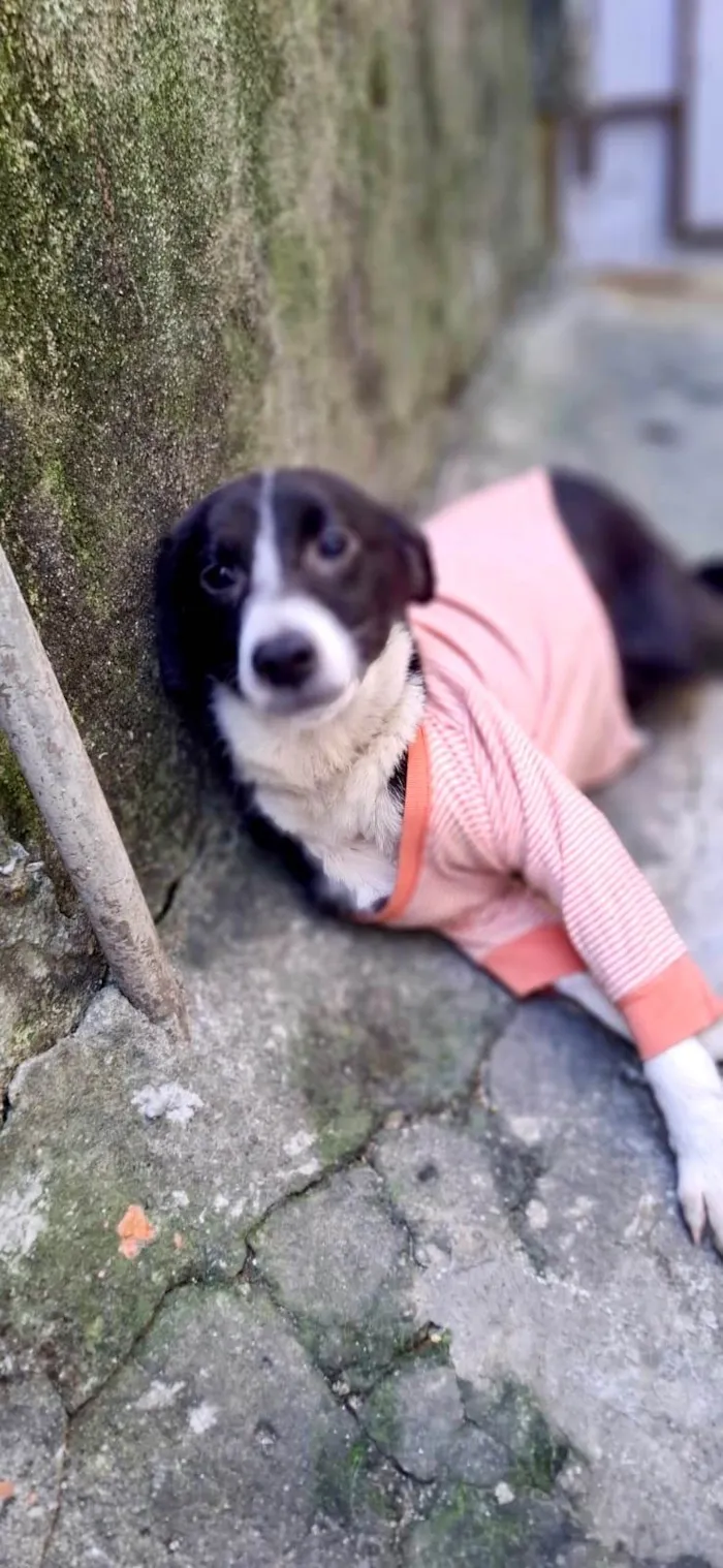 Cachorro ra a SRD-ViraLata idade 7 a 11 meses nome Princesa bb9meses porte P