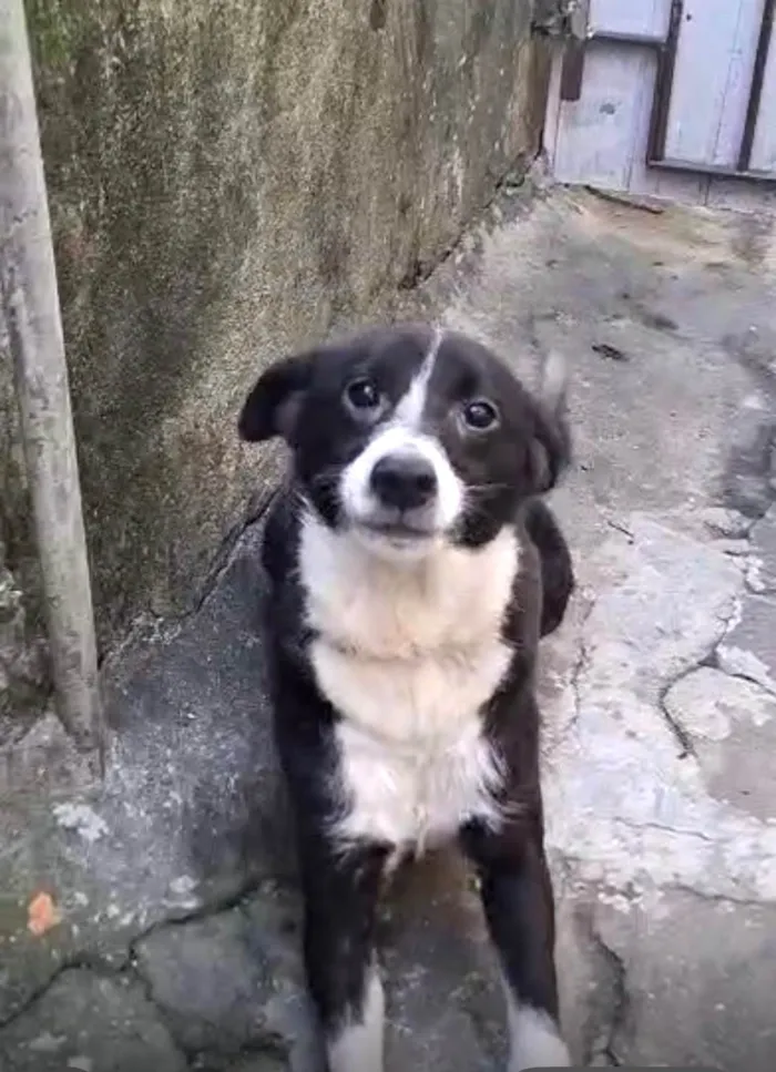 Cachorro ra a SRD-ViraLata idade 7 a 11 meses nome Princesa bb9meses porte P