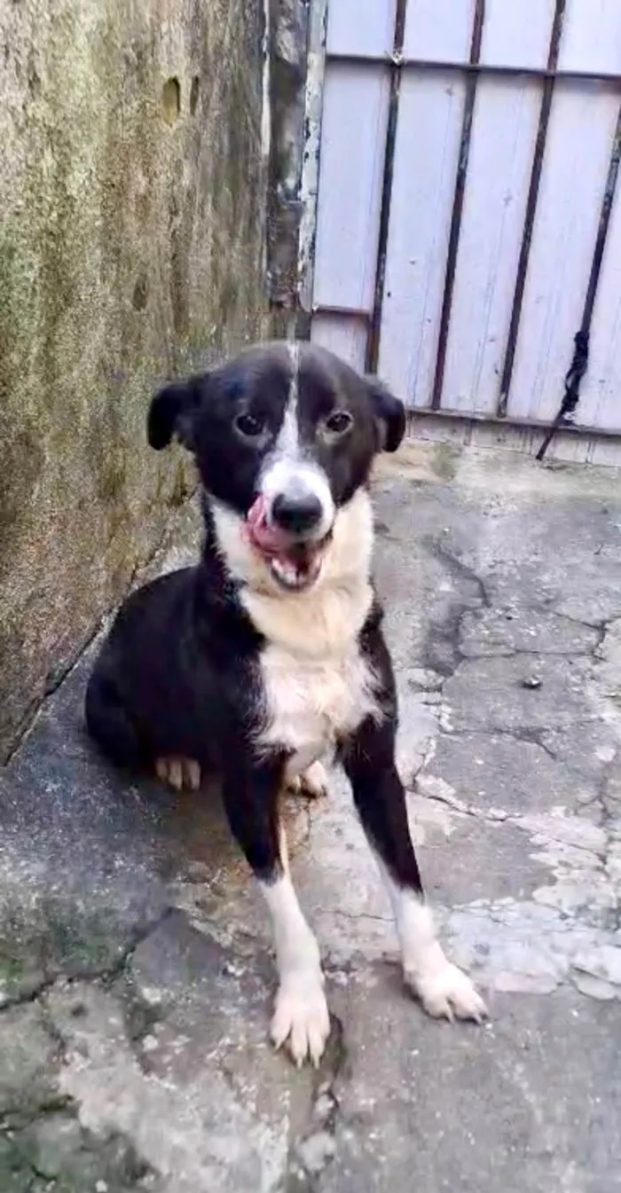 Cachorro ra a SRD-ViraLata idade 7 a 11 meses nome Princesa bb9meses porte P