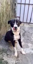 Princesa bb9meses porte P