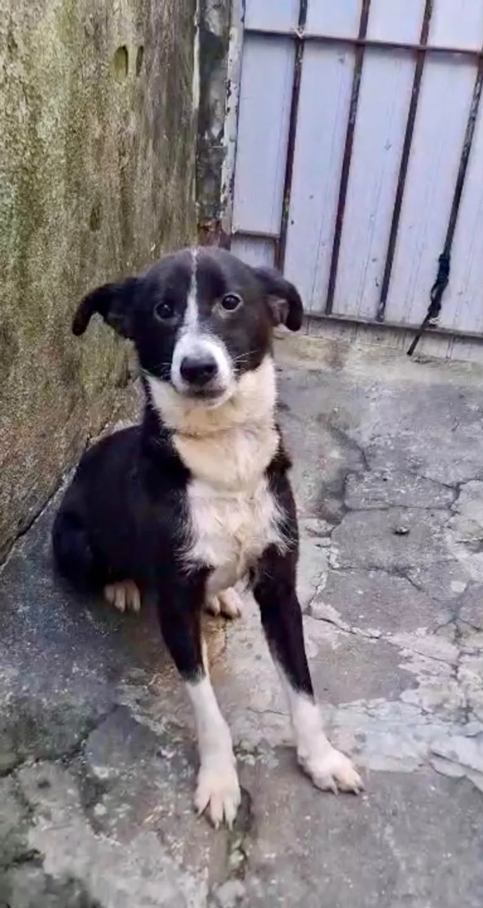 Cachorro ra a SRD-ViraLata idade 7 a 11 meses nome Princesa bb9meses porte P