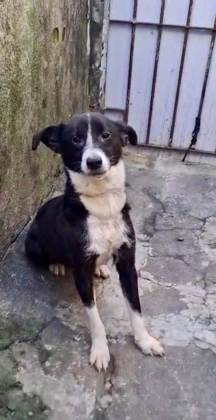 Cachorro ra a SRD-ViraLata idade 7 a 11 meses nome Princesa bb9meses porte P