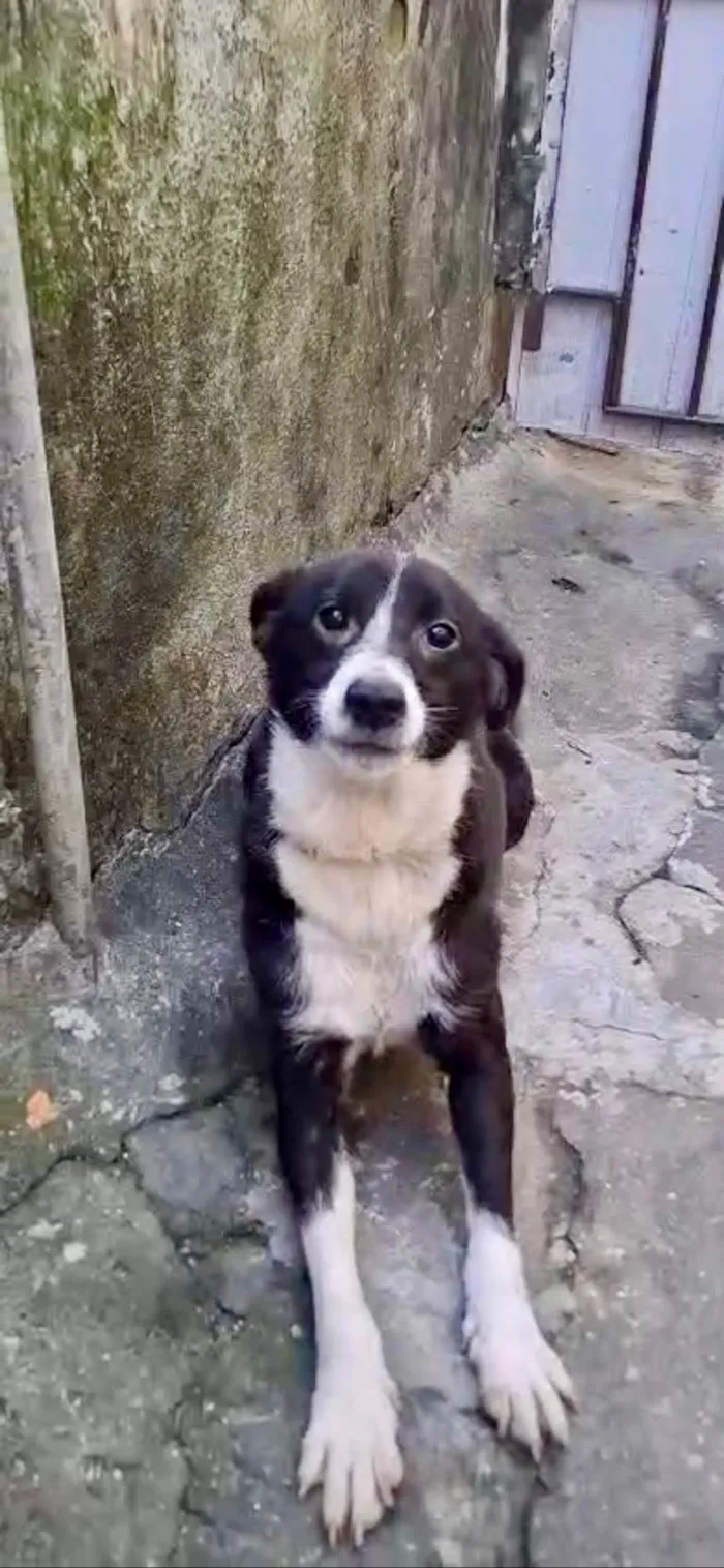 Cachorro ra a SRD-ViraLata idade 7 a 11 meses nome Princesa bb9meses porte P
