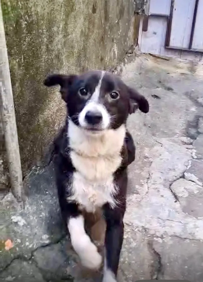 Cachorro ra a SRD-ViraLata idade 7 a 11 meses nome Princesa bb9meses porte P