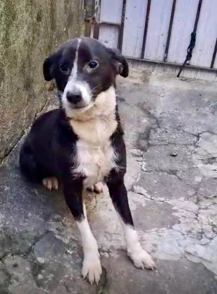 Cachorro ra a SRD-ViraLata idade 7 a 11 meses nome Princesa bb9meses porte P