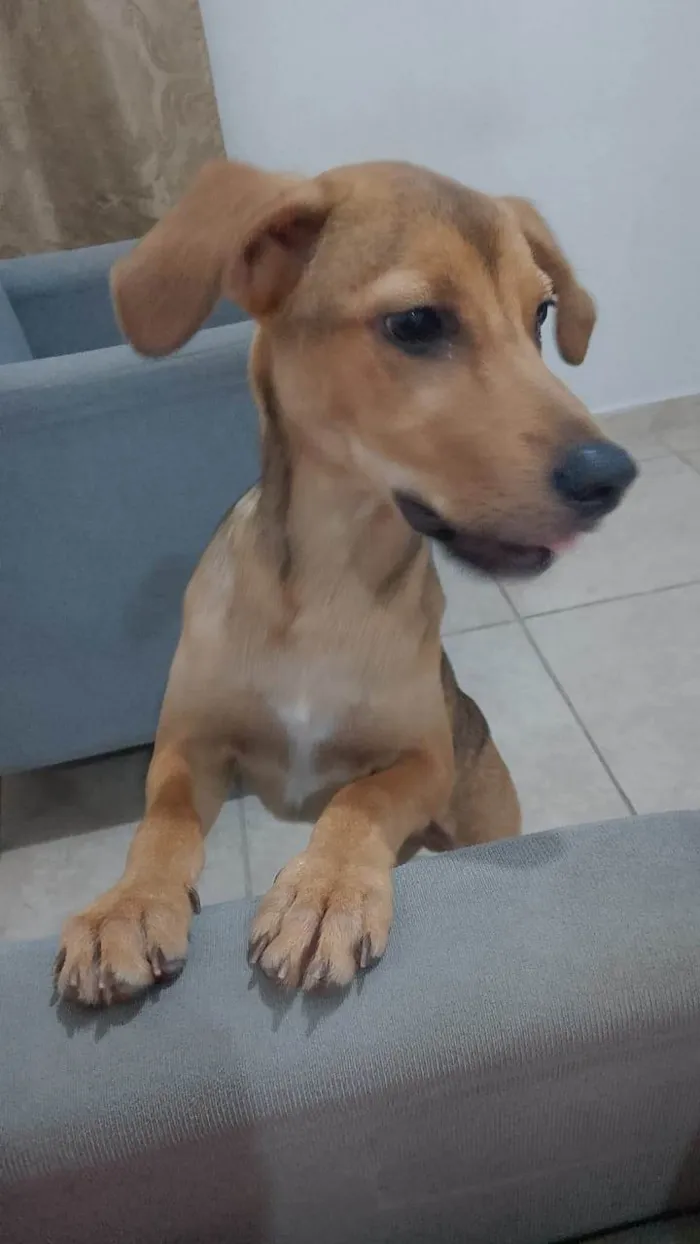 Cachorro ra a SRD-ViraLata idade 1 ano nome Não tem 