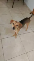 Não tem