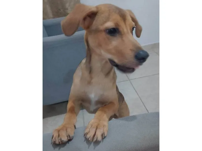 Cachorro ra a SRD-ViraLata idade 1 ano nome Não tem 