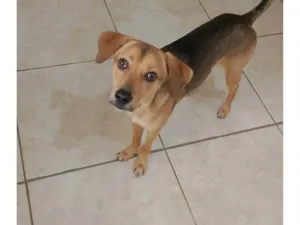 Cachorro raça SRD-ViraLata idade 1 ano nome Não tem 