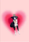 Princesa bb9meses porte P