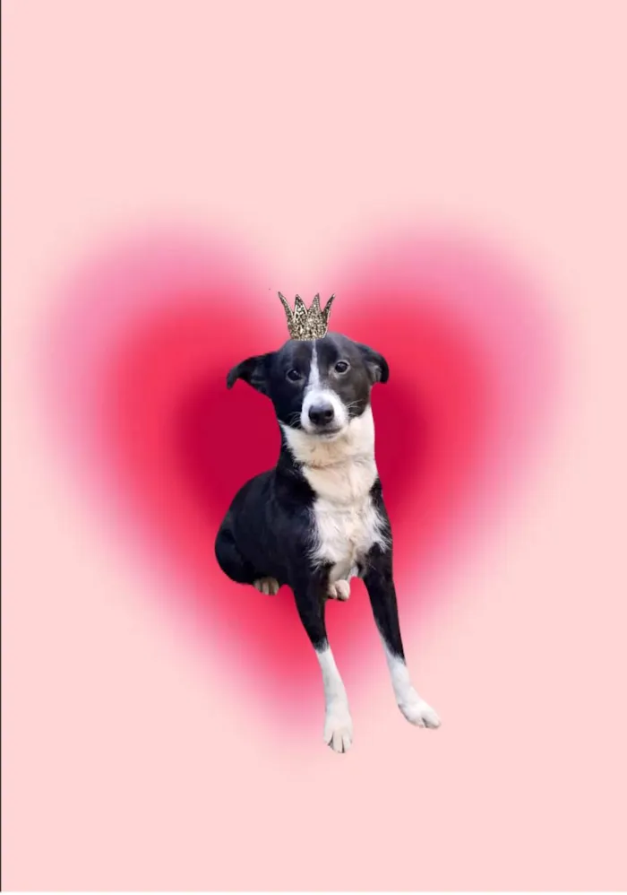 Cachorro ra a SRD-ViraLata idade 7 a 11 meses nome Princesa bb9meses porte P