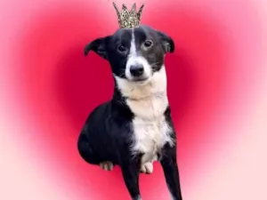 Cachorro raça SRD-ViraLata idade 7 a 11 meses nome Princesa bb9meses porte P