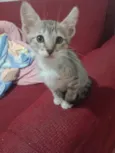 Princesa