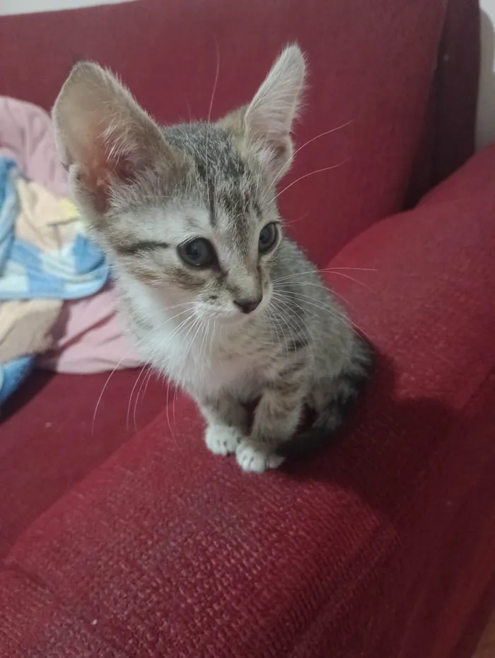 Gato ra a SRD-ViraLata idade 2 a 6 meses nome Princesa