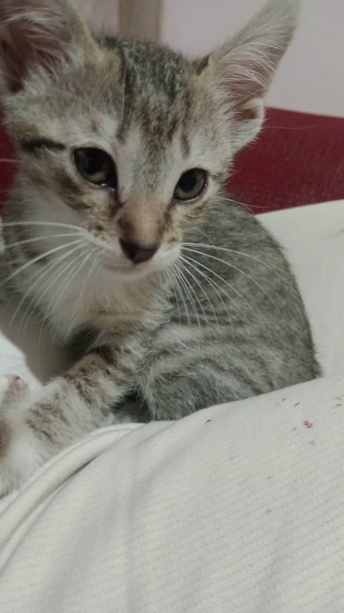 Gato ra a SRD-ViraLata idade 2 a 6 meses nome Princesa