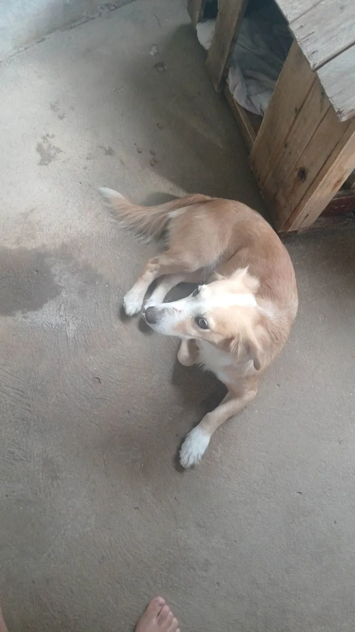 Cachorro ra a Dogue Alemão idade 6 ou mais anos nome Nina
