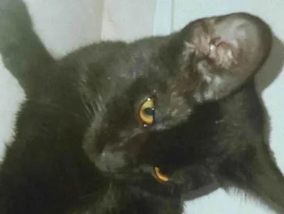 Gato raça SRD-ViraLata idade 7 a 11 meses nome Haru
