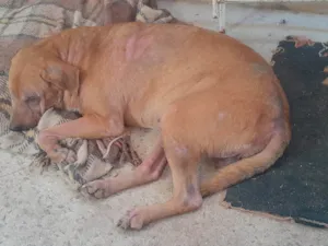 Cachorro raça SRD-ViraLata idade 3 anos nome Francisco